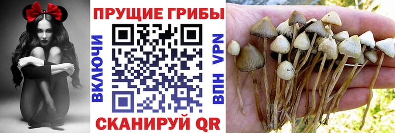 Купить закладки  Сертолово  Галлюциногенные грибы Cubensis 